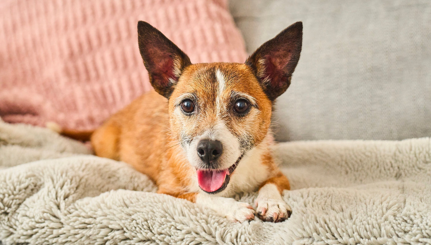 Looking after an older dog