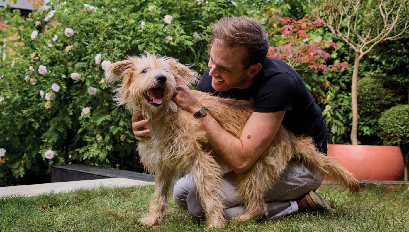 Can dogs get hayfever? Symptoms and treatment