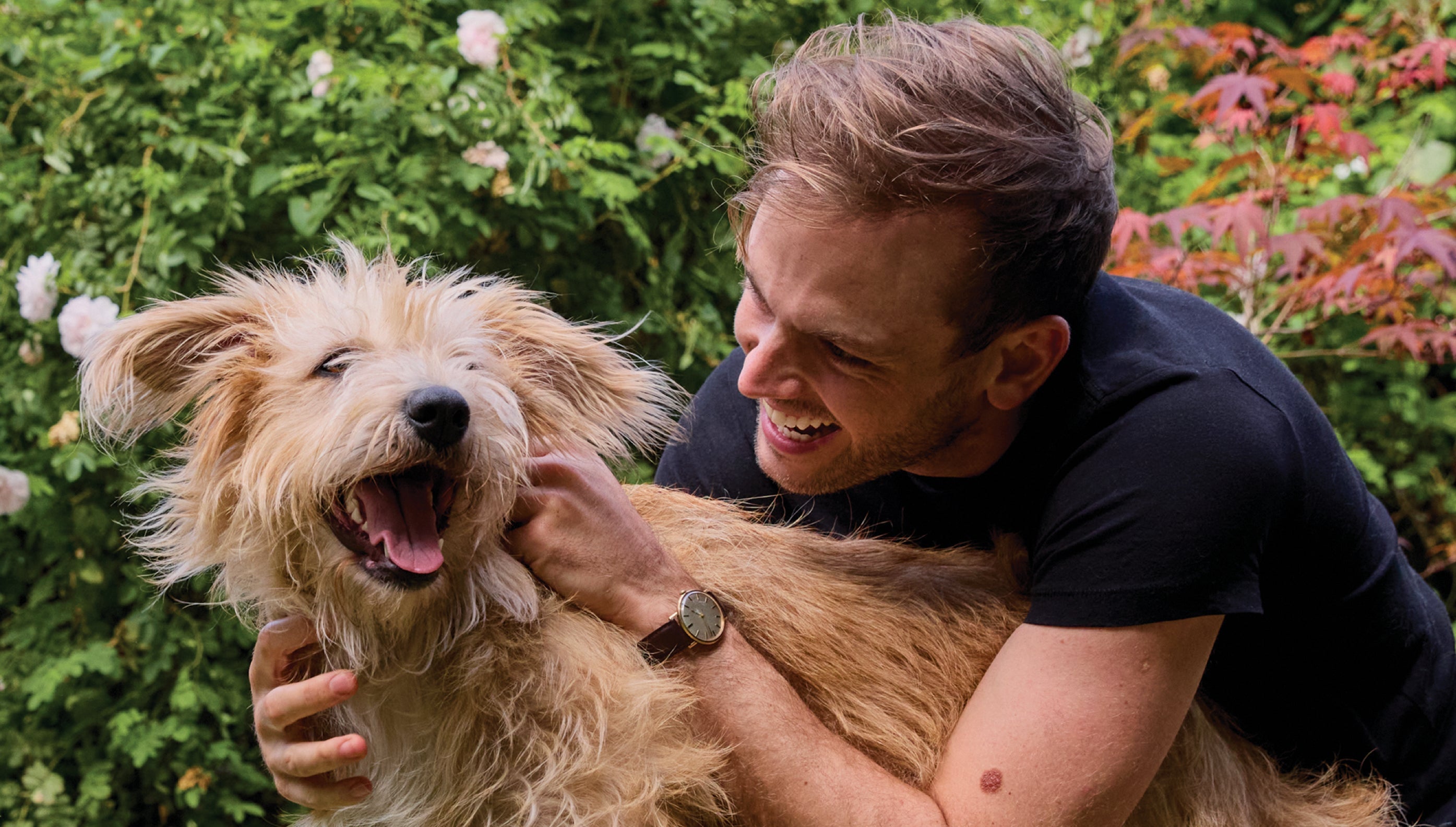 How to find and remove fleas on dogs