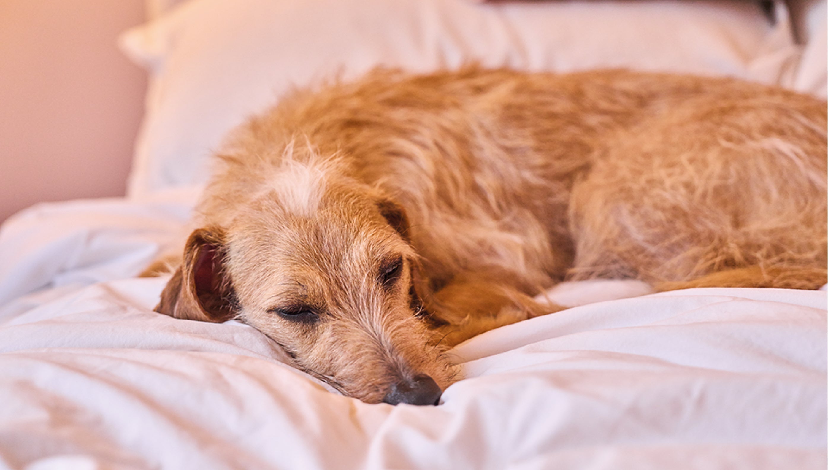 How To Help Keep Your Dog Calm During Fireworks