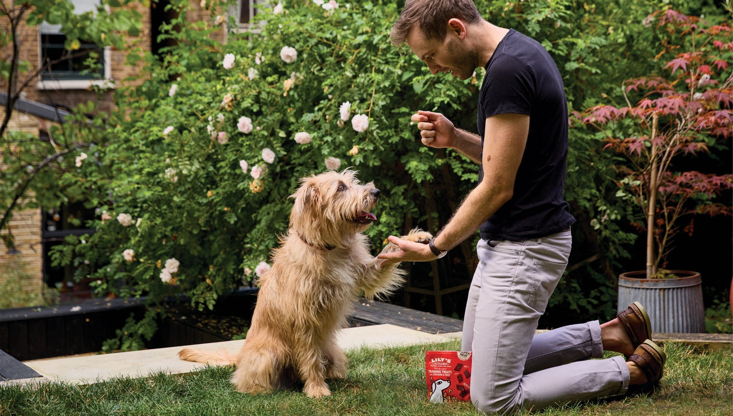 Dog training tips: how to train your dog