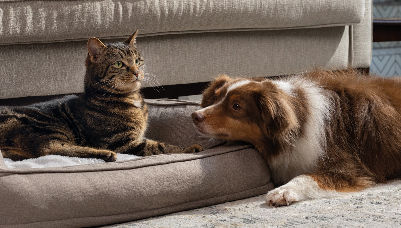 Can dogs eat cat food?