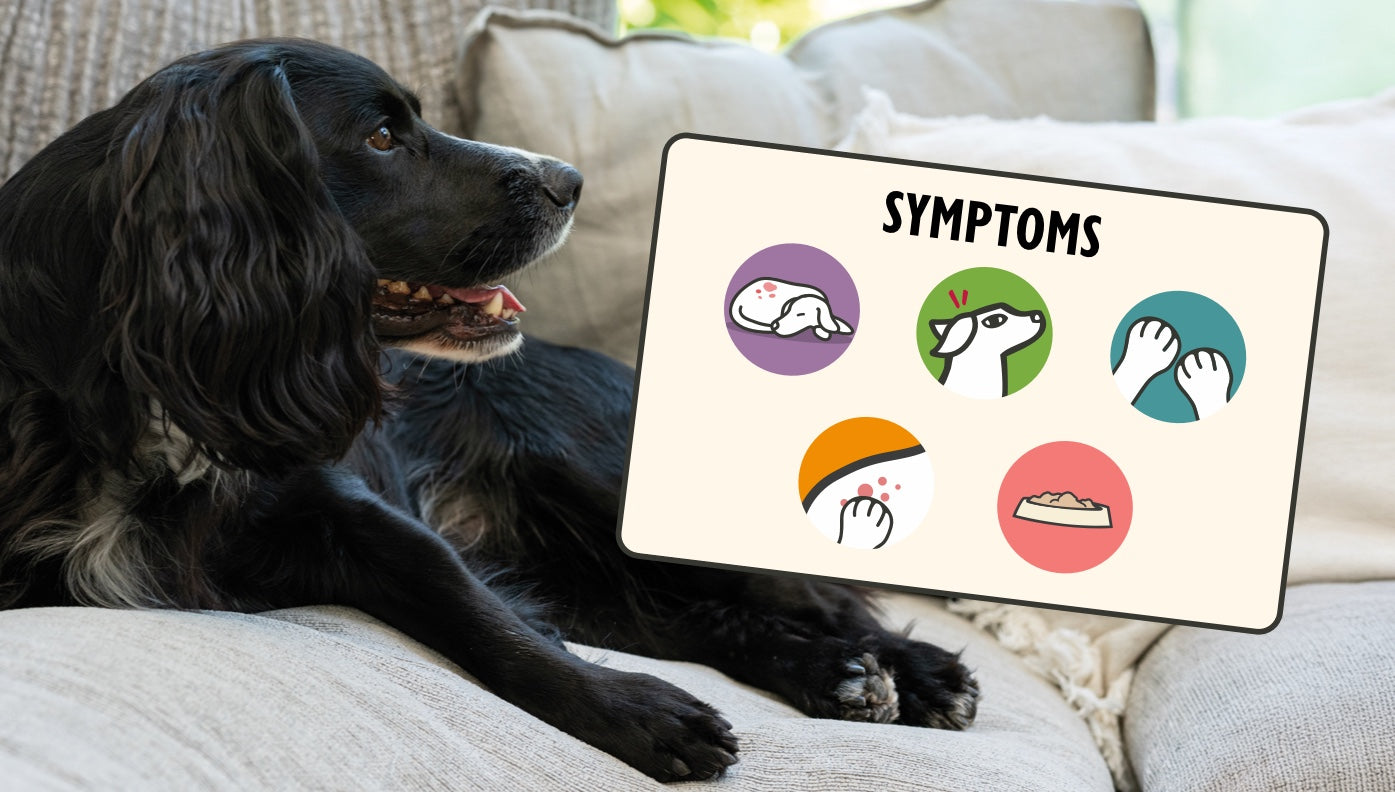 Food allergies in dogs - Symptoms to look for