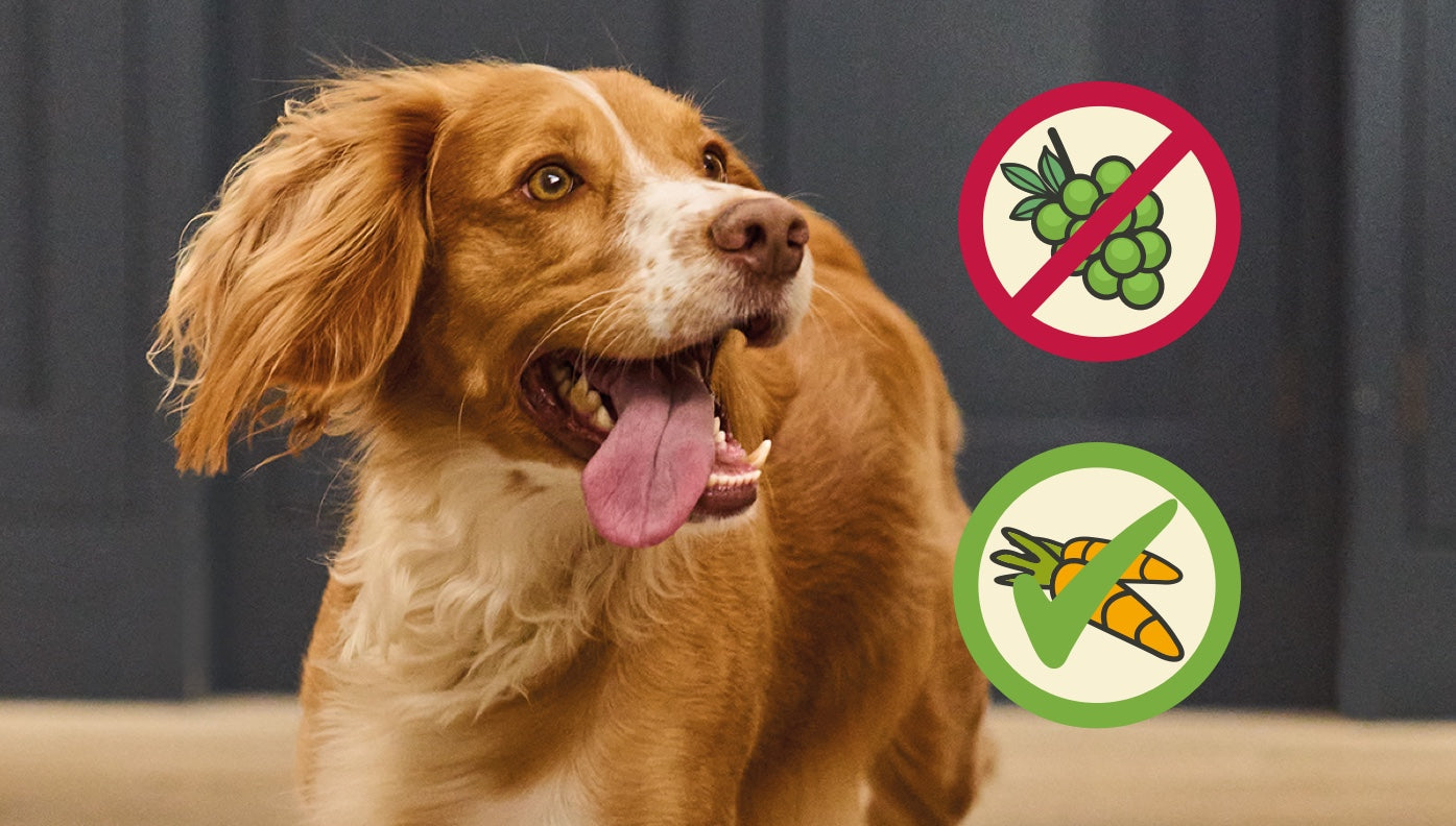 Foods your dog shouldn't eat