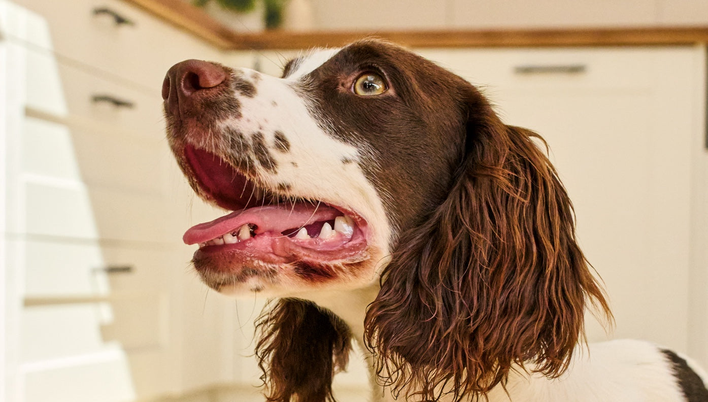 Puppy teething guide