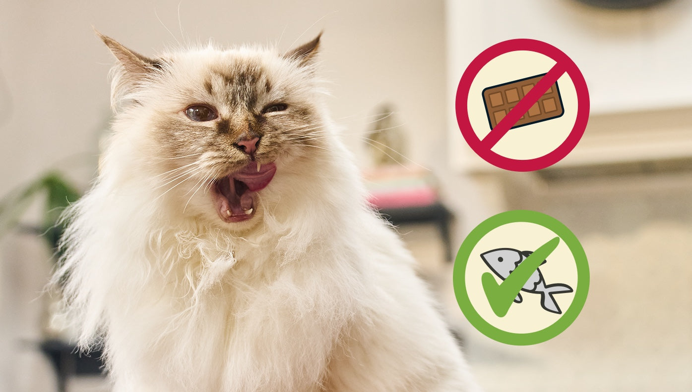 Picture of a cat next to illustration of foods they can and can't eat