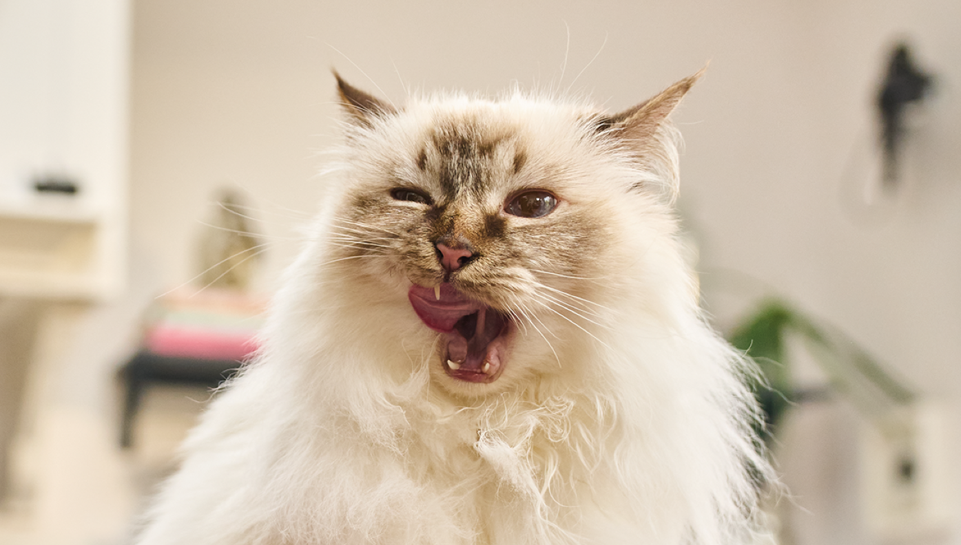 Why Do Cats Cough Up Hairballs?