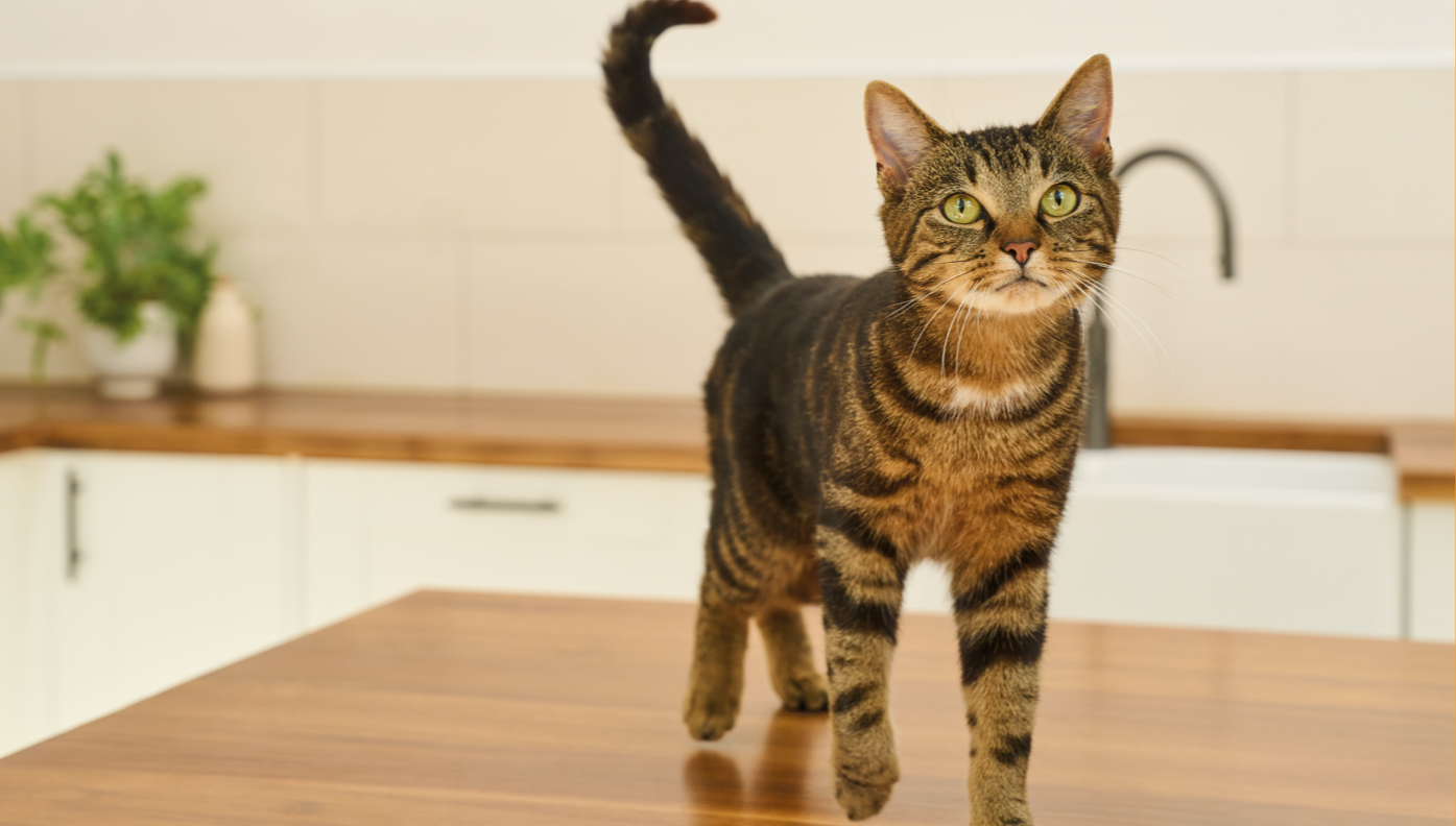 Why do cats rub against your legs?