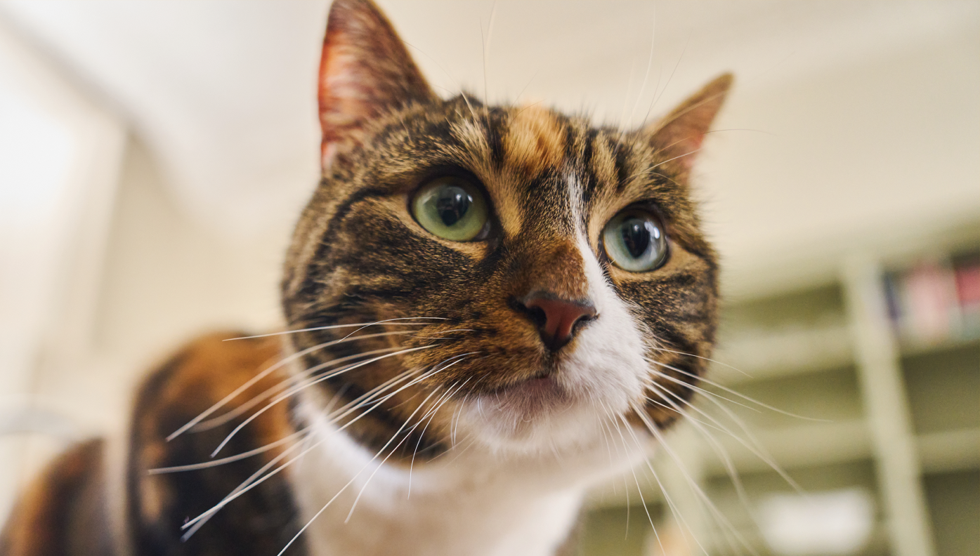 Should cats have wet noses?