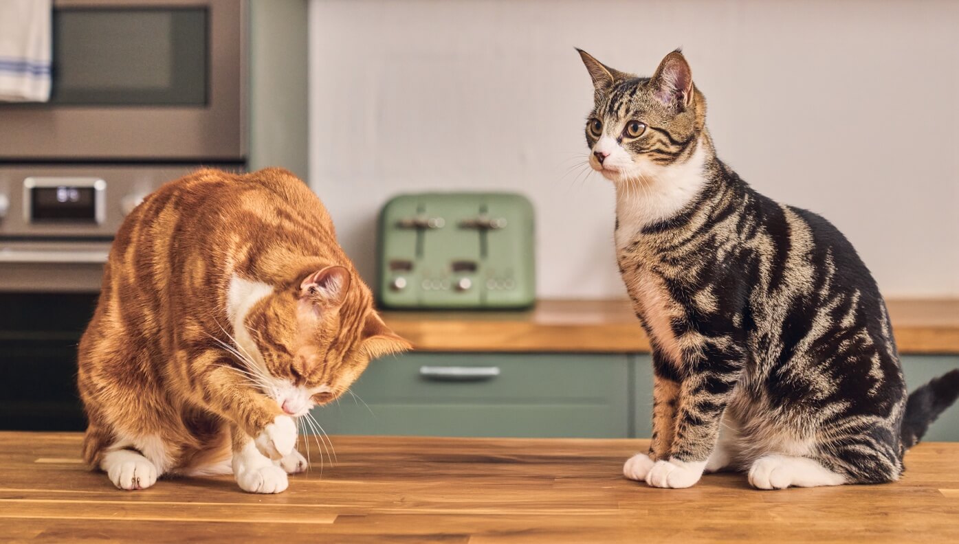 Will cats share a litter box?