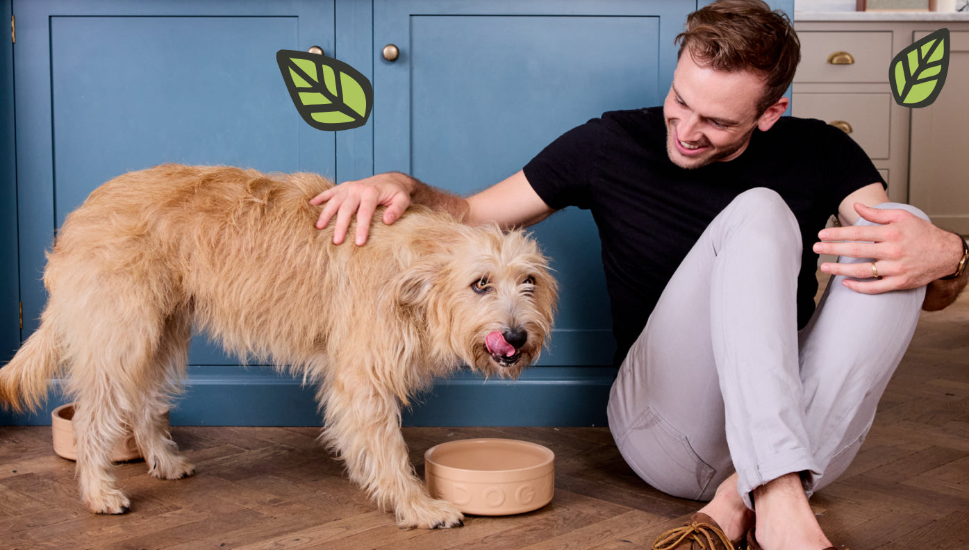 Food allergies in dogs - Symptoms to look for