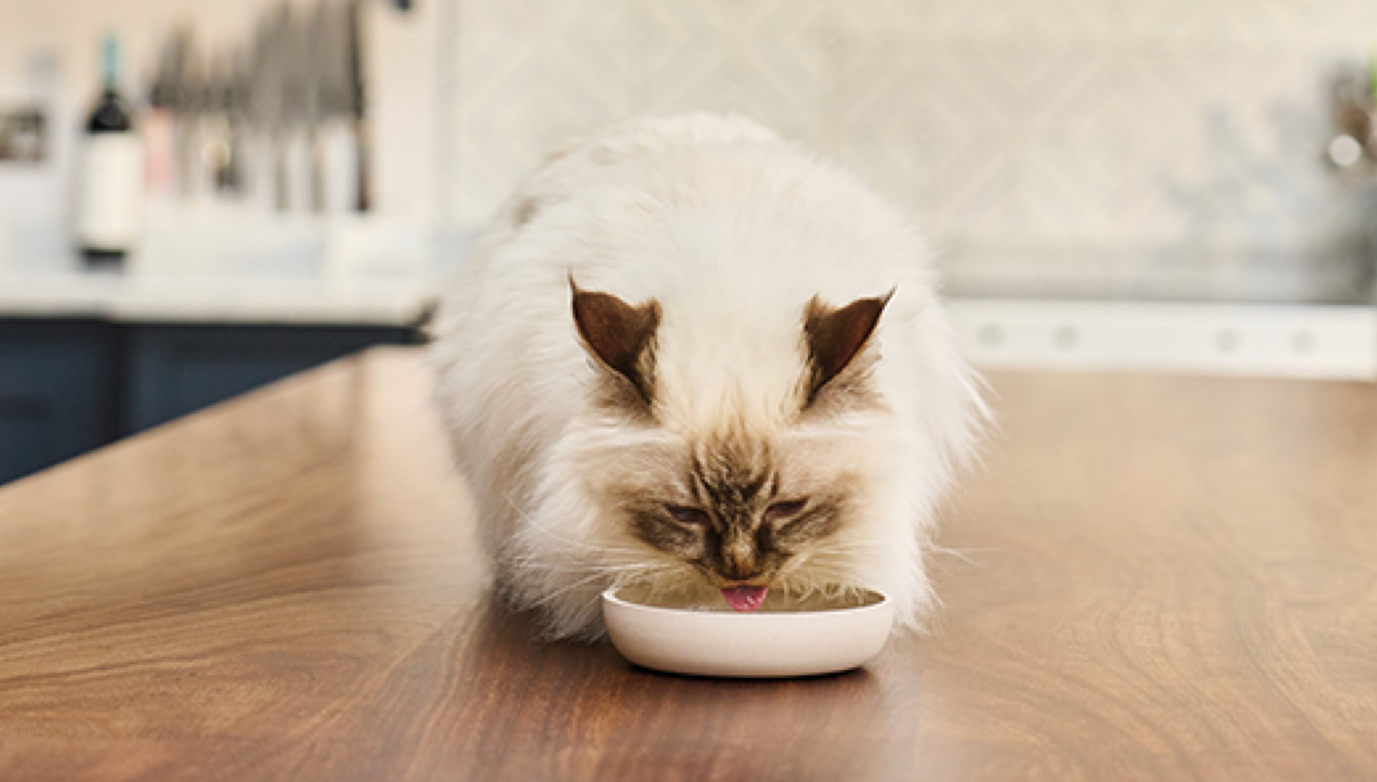Grain free diets