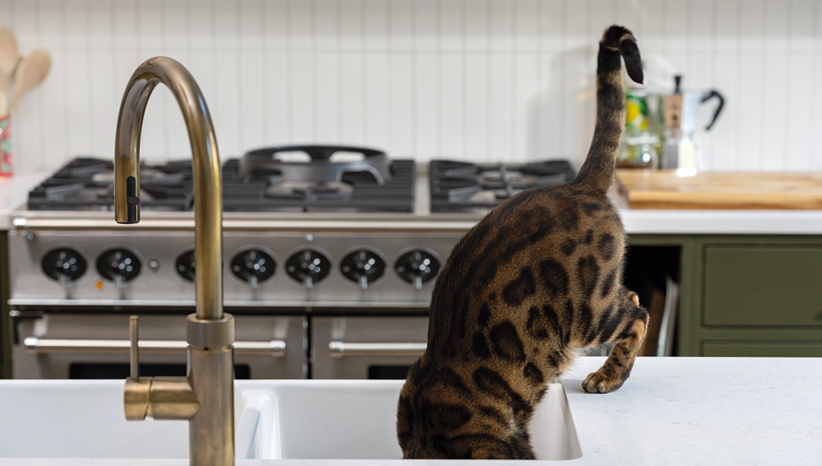 Insuring your cat