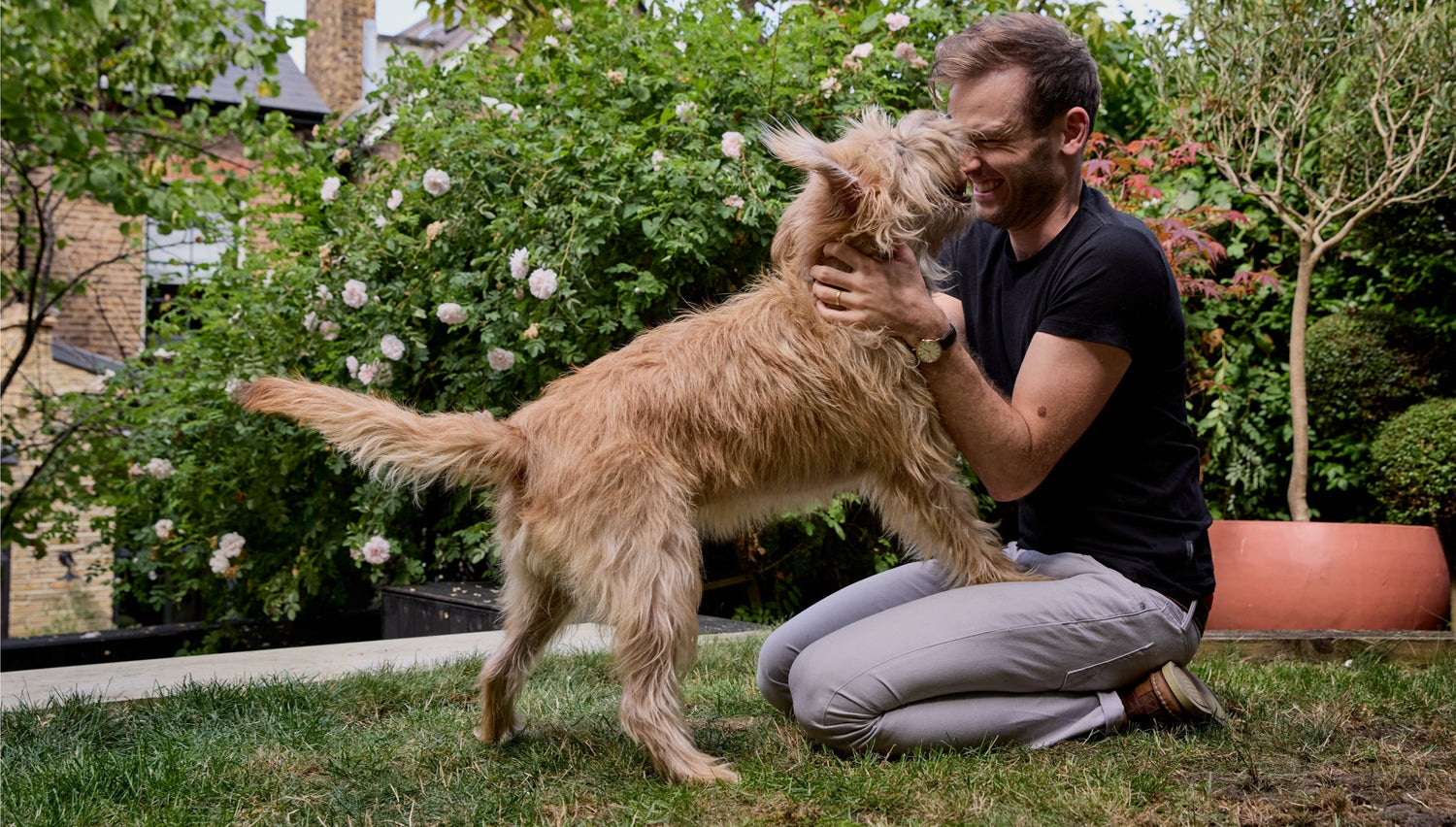 Why do dogs eat grass?