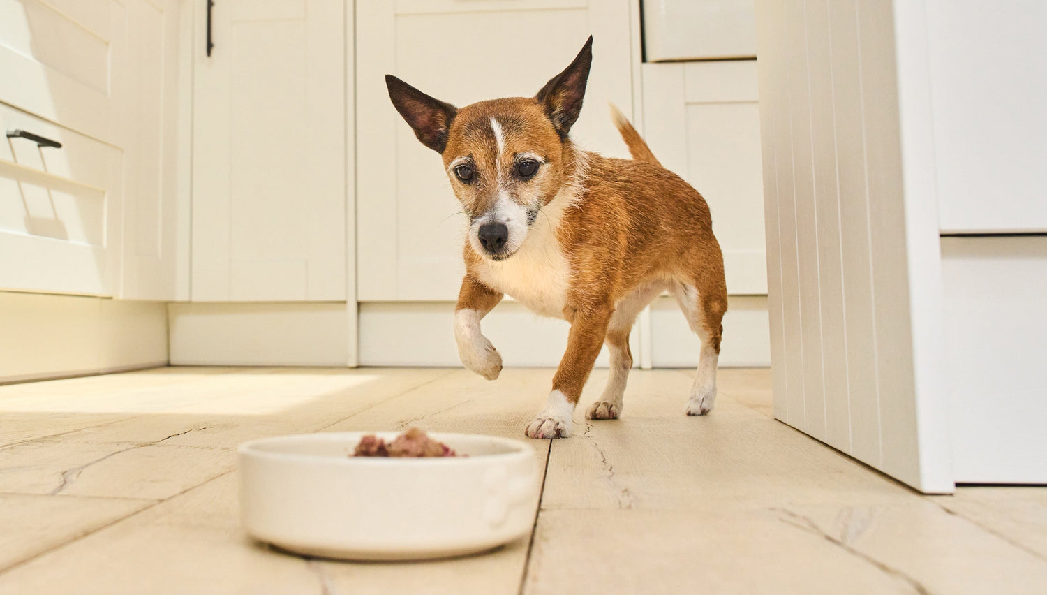 Feeding your senior dog