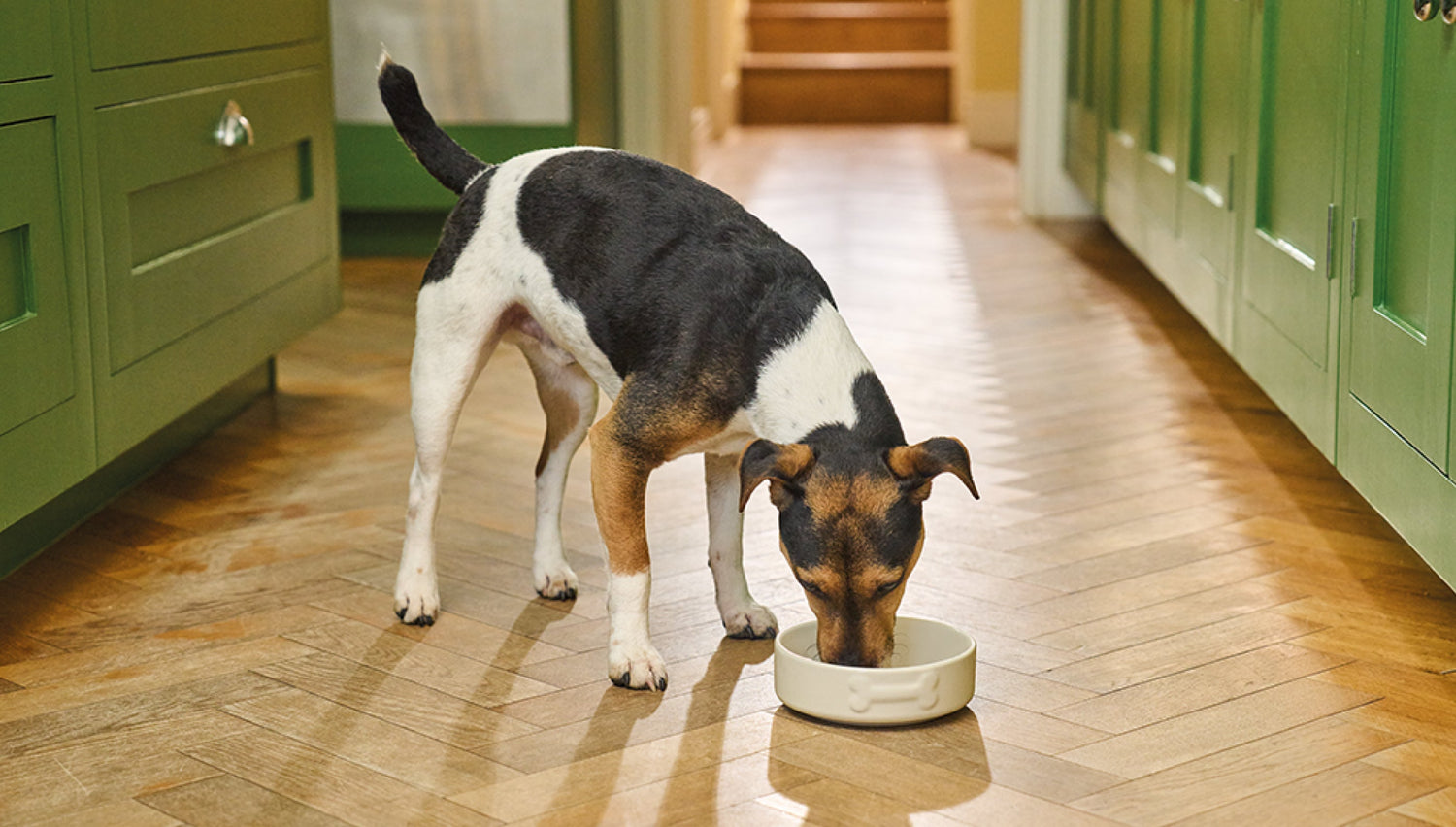 How to feed dogs with sensitive stomachs