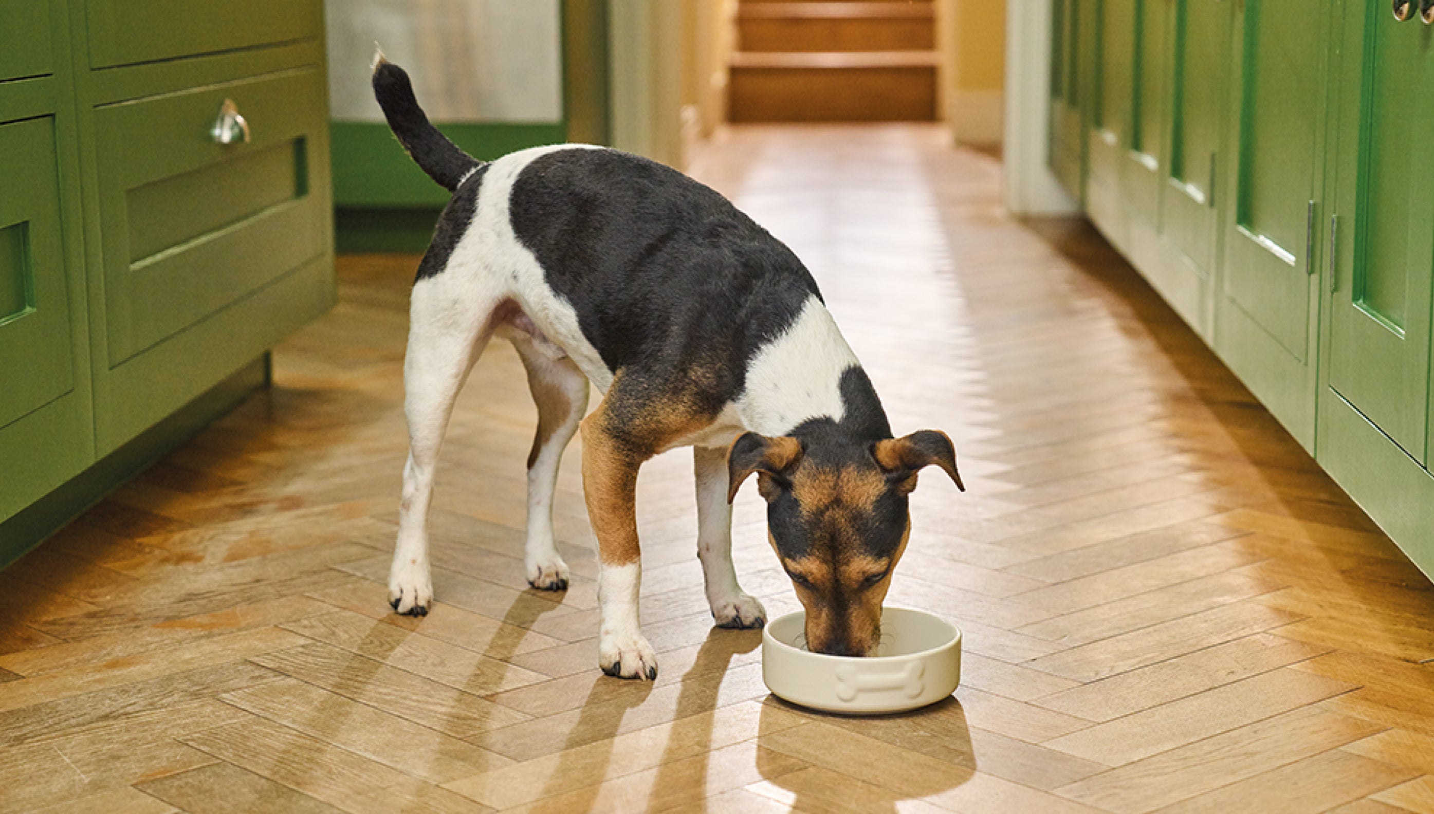How to feed dogs with sensitive stomachs