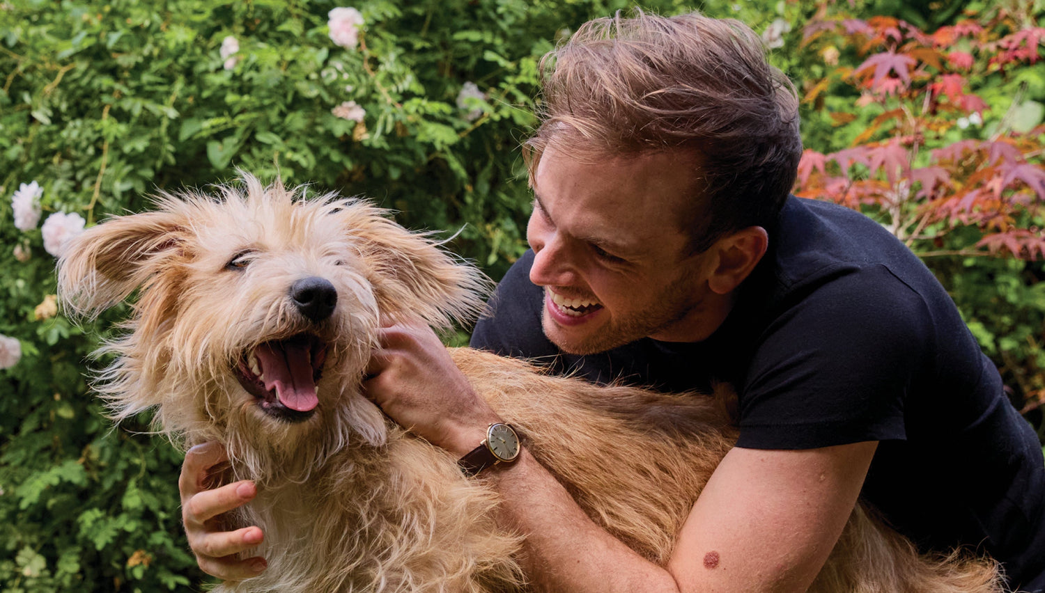 How to find and remove fleas on dogs