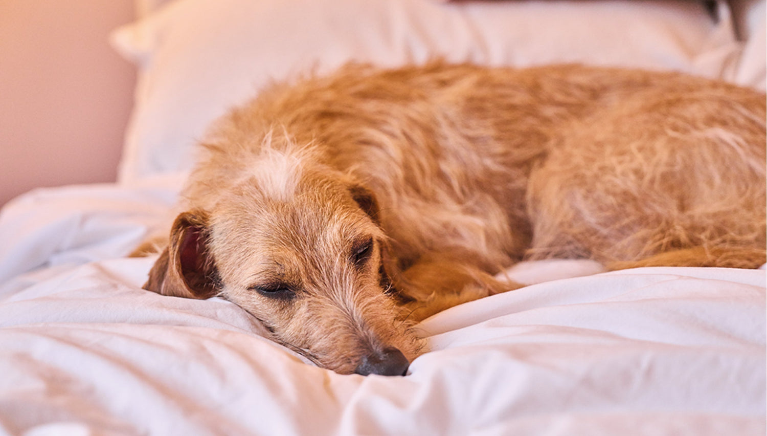 How To Help Keep Your Dog Calm During Fireworks