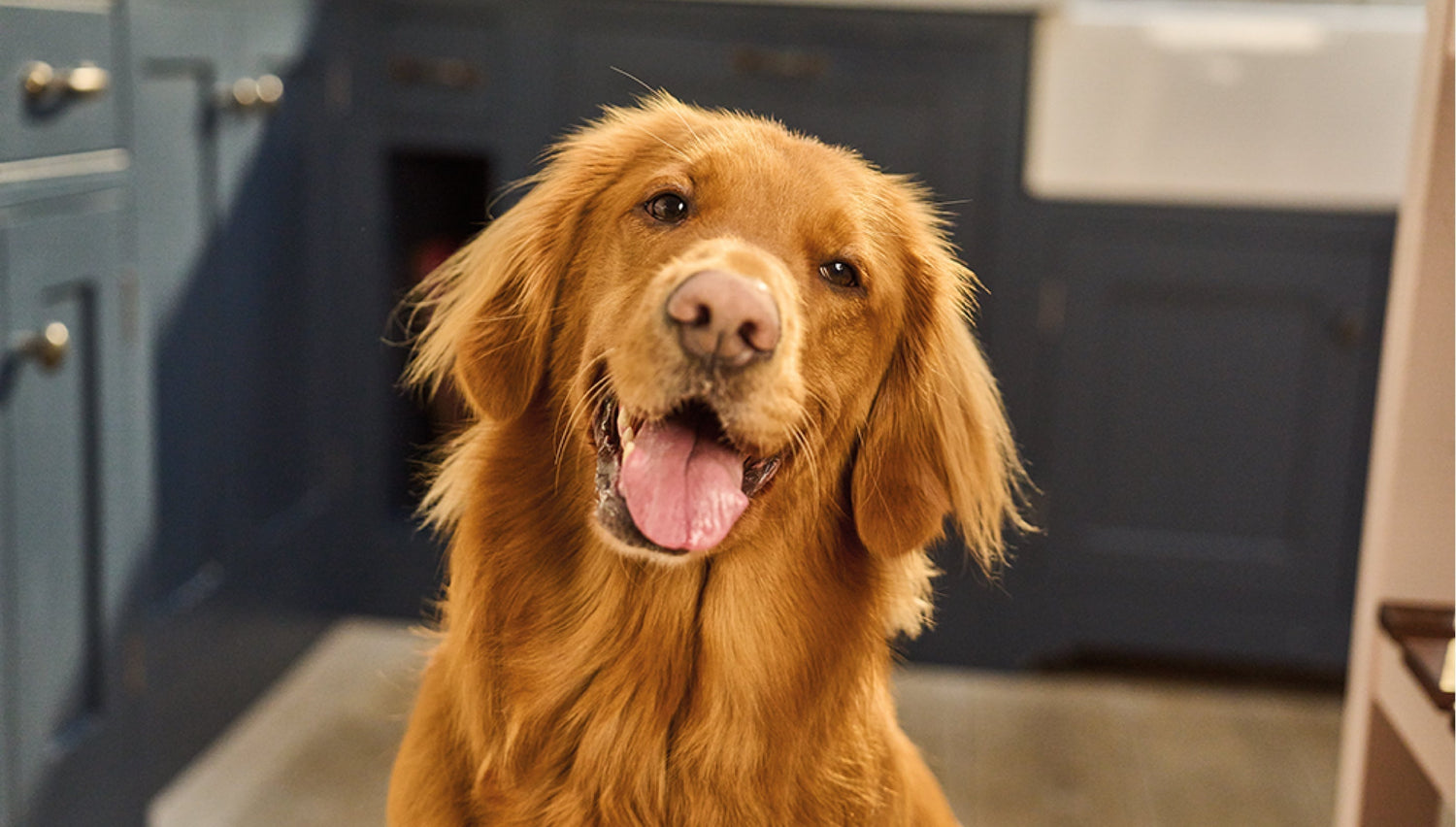 Insuring your dog