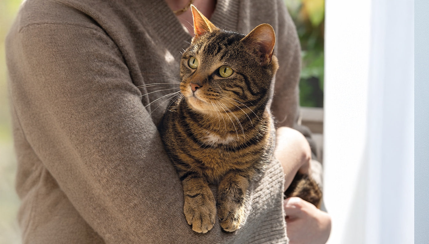 Picture of a cat held in someone's arms