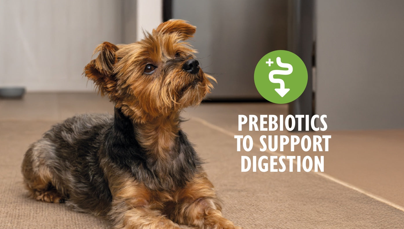 What are prebiotics for dogs and what are the benefits?