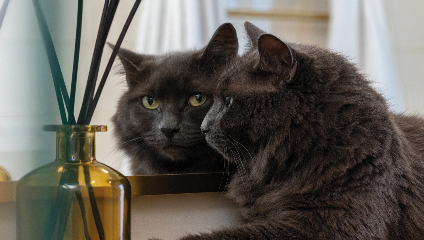 Can cats see in colour?