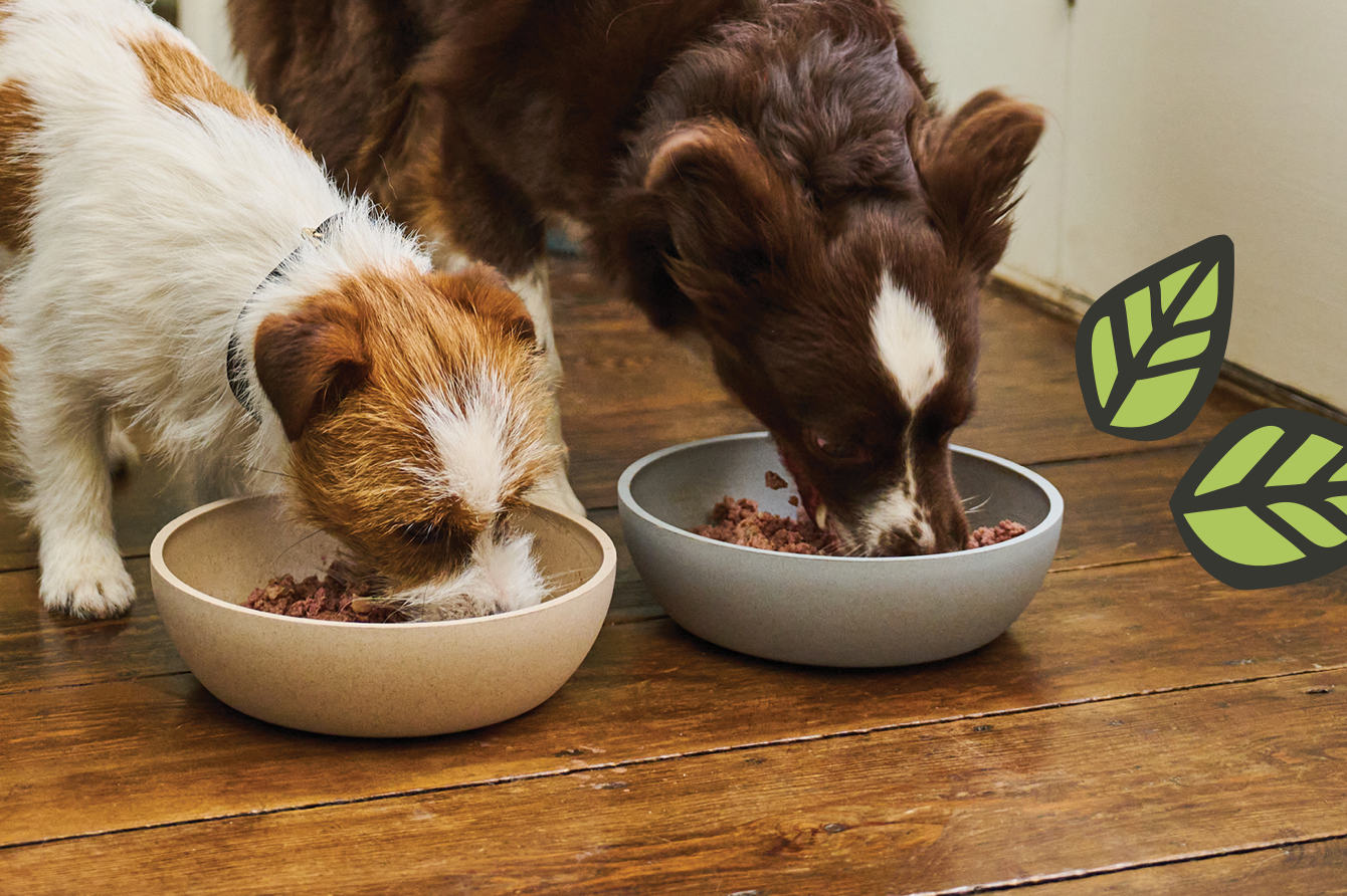 A guide to feeding your dog