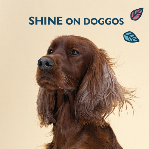 Skin & Coat Supplements for Dogs