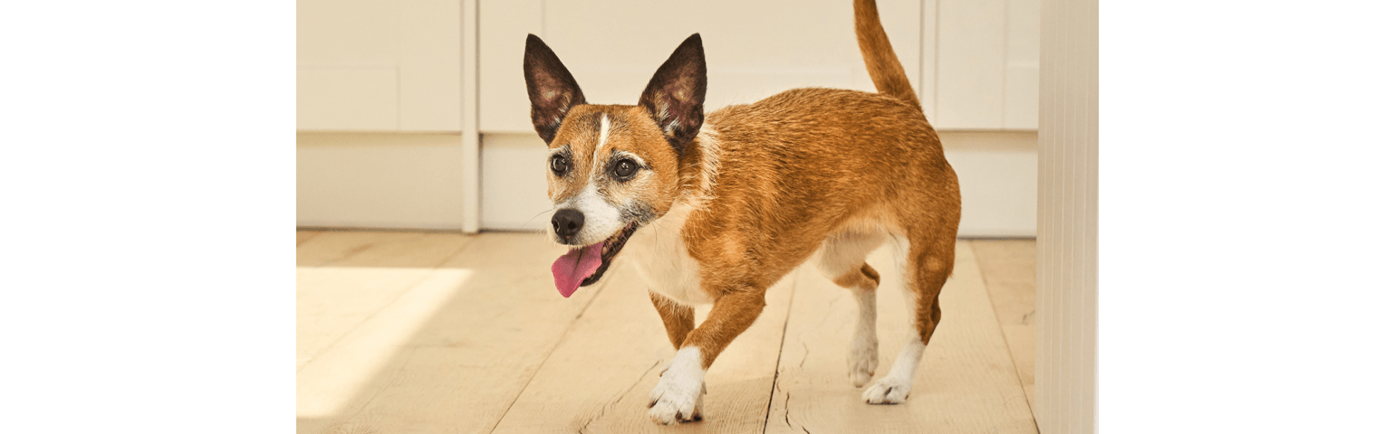 A dog walking on a hardwood floor