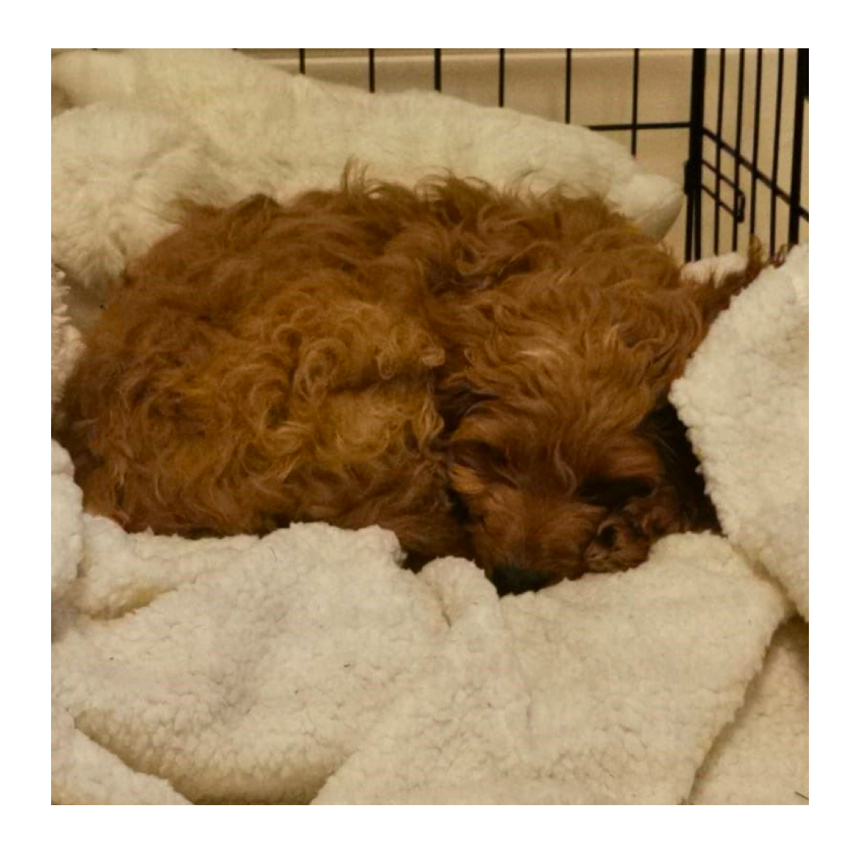 Image of a dog lying in a dog crate