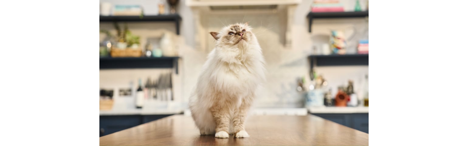 picture of a cat sitting on a counter
