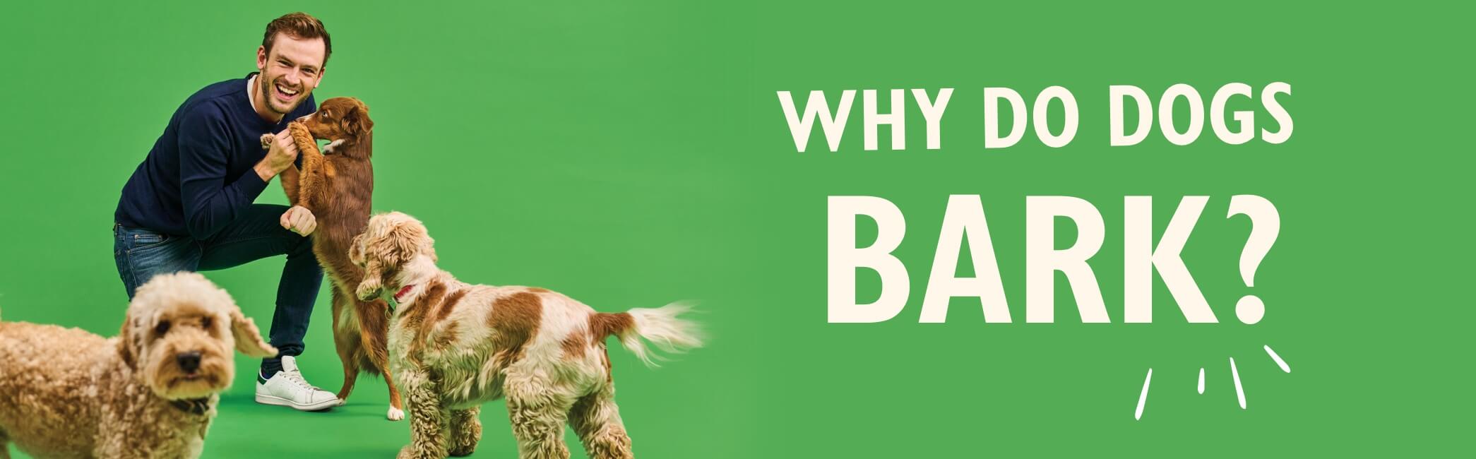 Why do dogs bark? With Rory the vet