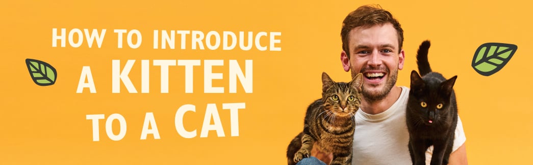 How To Introduce a Kitten To a Cat With Rory the Vet