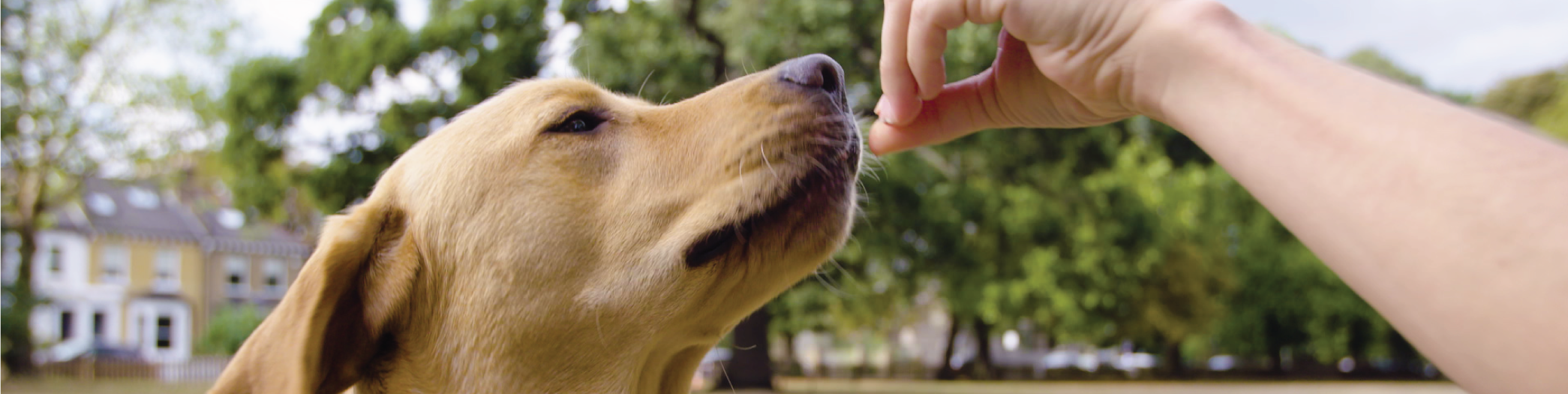 a dog receiving a treat during training