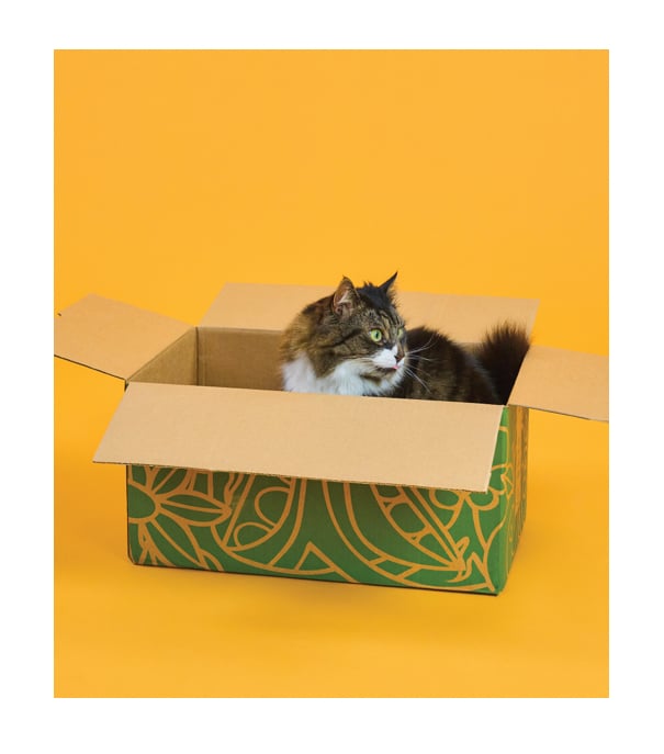 picture of a cat in a cardboard box
