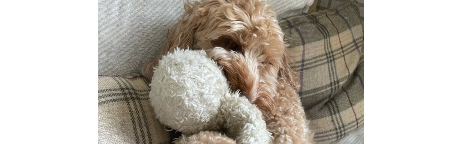 A fluffy, light-brown dog cuddling with a white plush toy on a patterned couch.