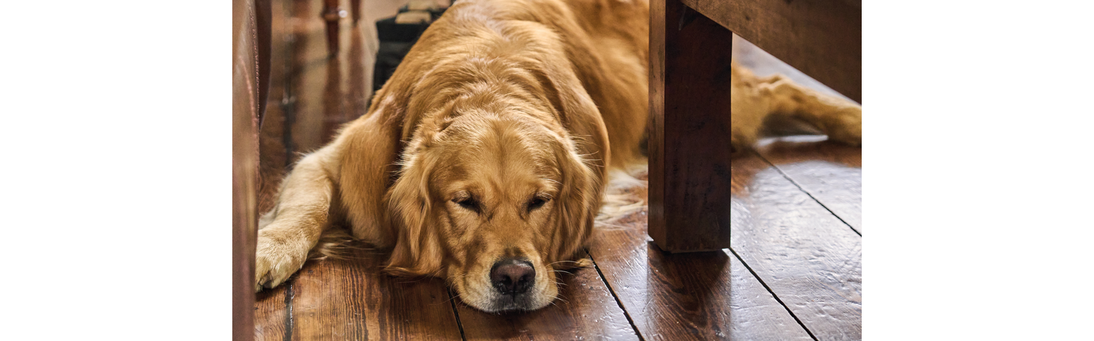 picture of a dog laying on the floor