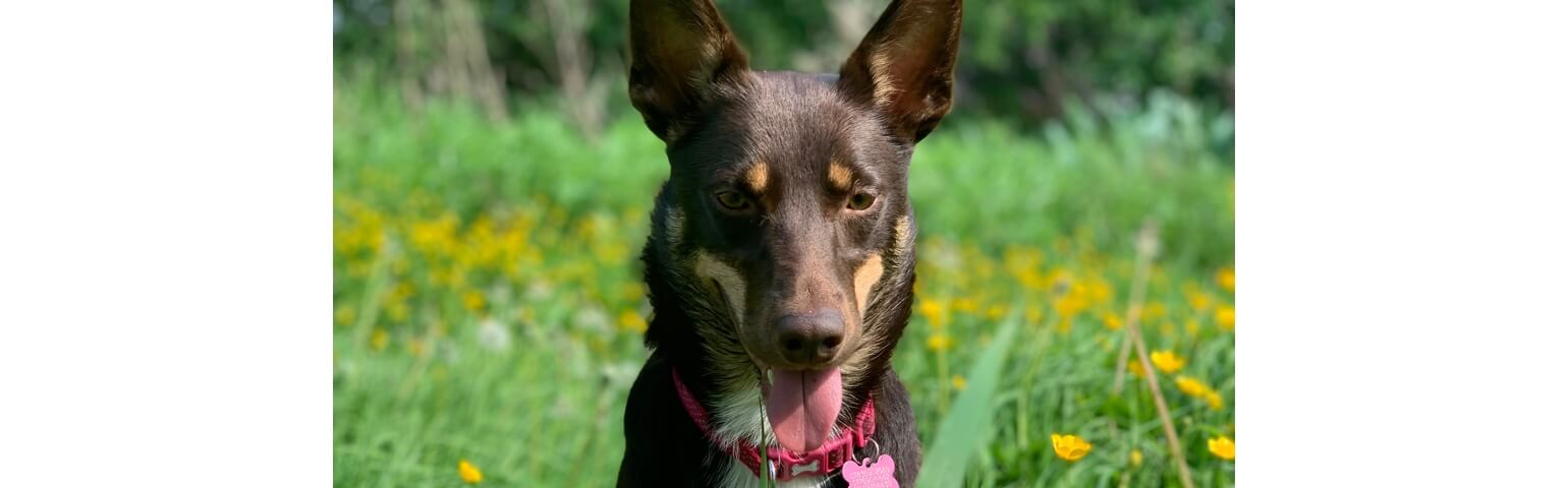 Black and tan dog with perked ears in a field with yellow flowers.