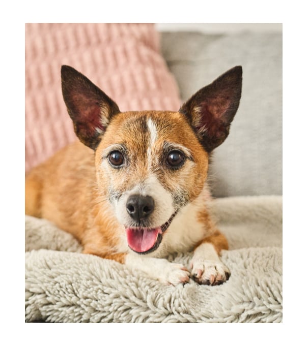 picture of a dog laying on a sofa