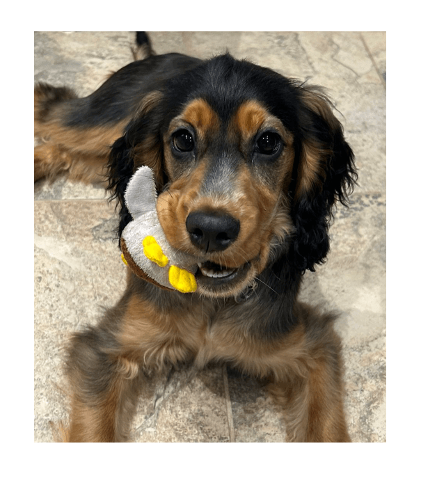 picture of a puppy chewing a toy
