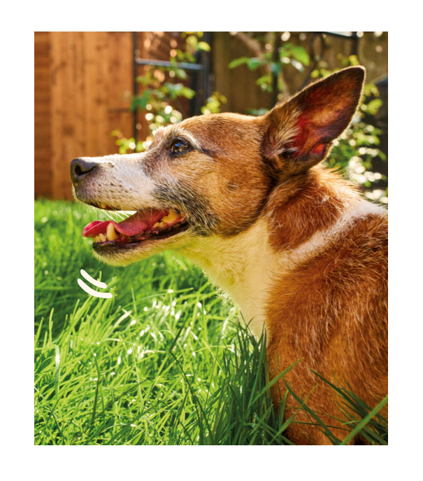 a dog sticking its tongue out