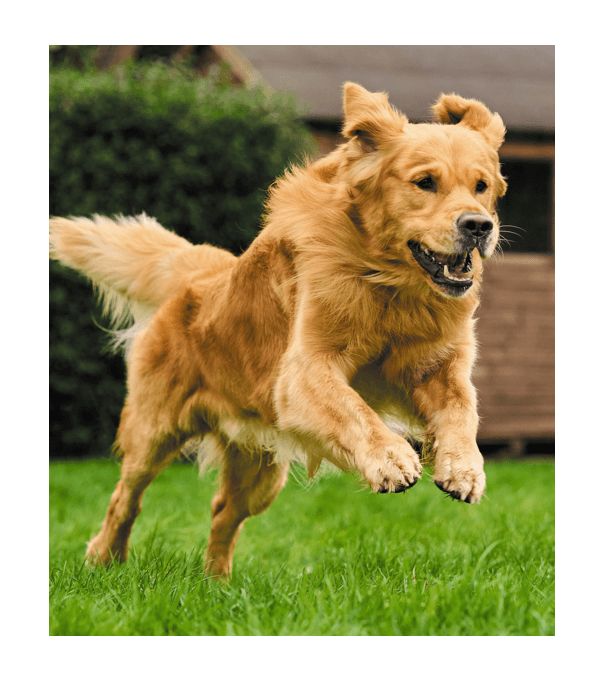 A dog running in the grass