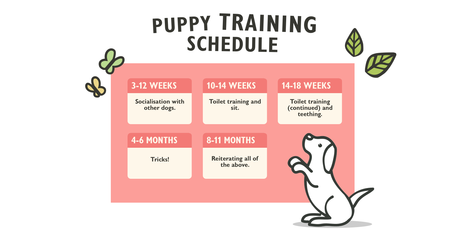 puppy training schedule chart