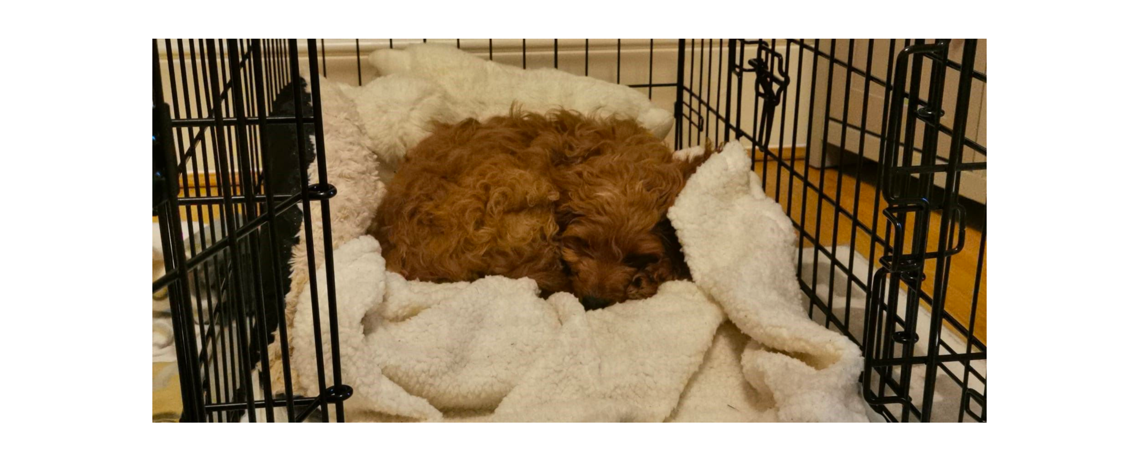 Image of a dog lying in a dog crate