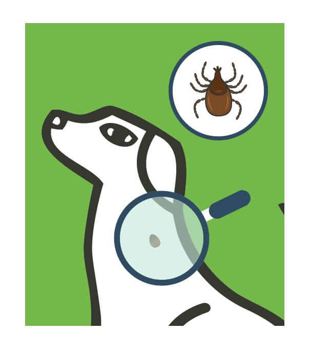 Illustration of dog with magnifying glass showing a tick on its back.