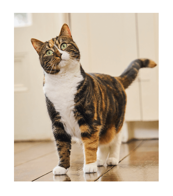 A cat standing on a hardwood floor