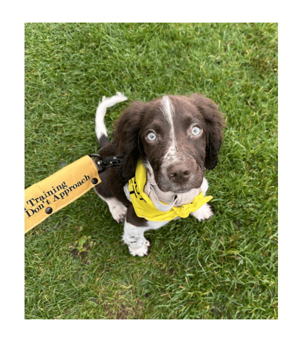 picture of a puppy in a garden on the lead
