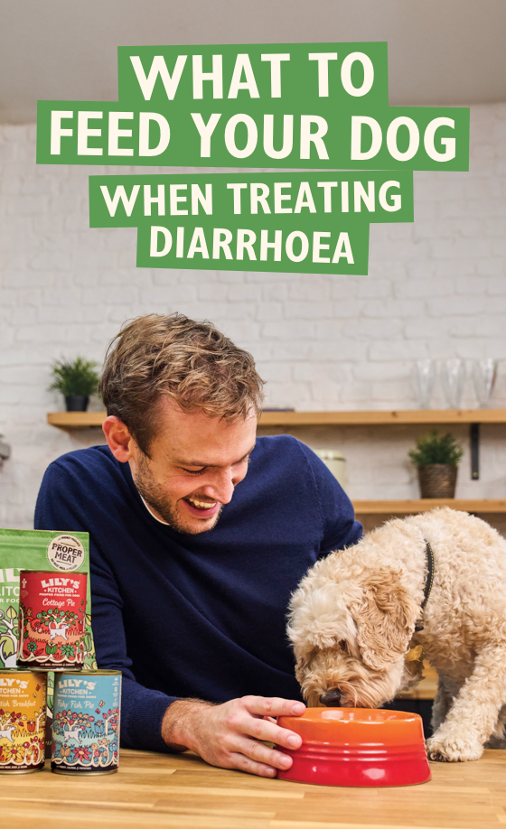 What To Feed Your Dog When Treating Diarrhoea with Rory the Vet