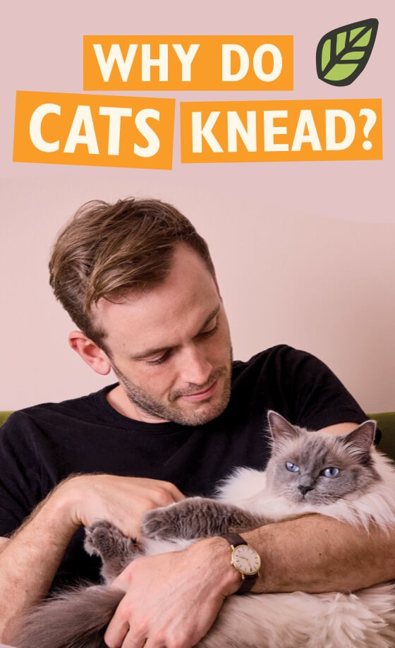 Rory the Vet holding a blue-eyed cat with text